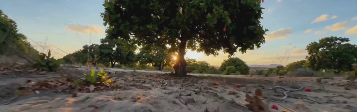 Carregar vídeo: video de uma fazenda de cajueiro organico no estado do ceará. com frutíferas frondosas e muita natureza. É filmado os cajueiros de perto, os cajus e a extensao da fazenda por cima. Termina o video com a imagem de um cajueiro carregado de cajus.